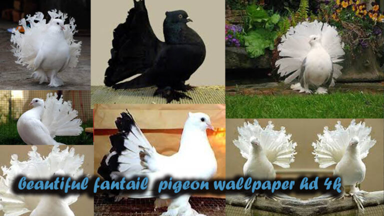 beautiful fantail  pigeon wallpaper hd 4k